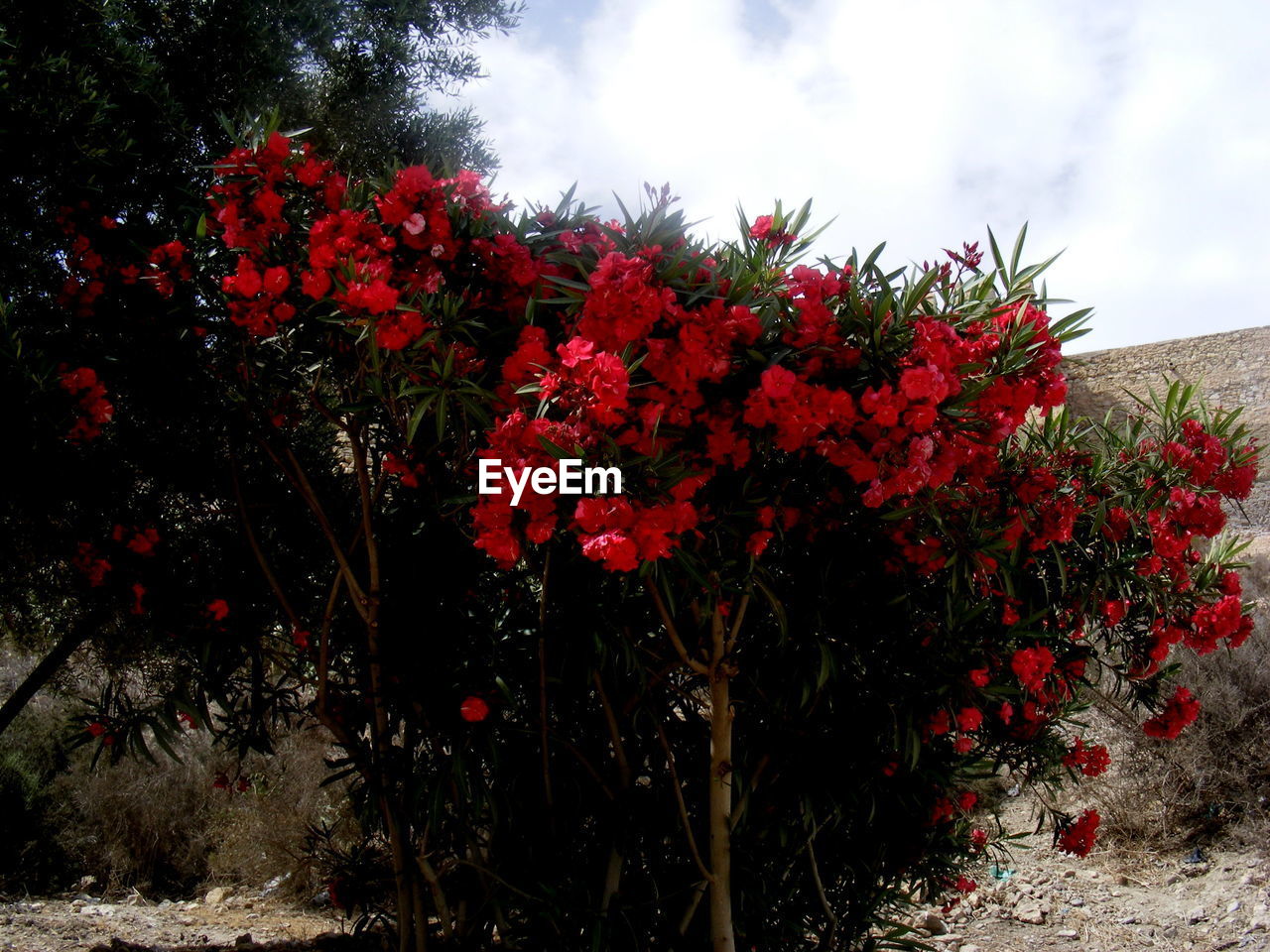 LOW ANGLE VIEW OF FLOWER TREES AGAINST SKY