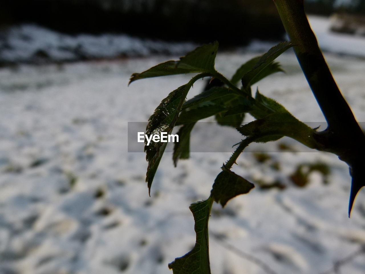 CLOSE-UP OF PLANT AGAINST BLURRED BACKGROUND