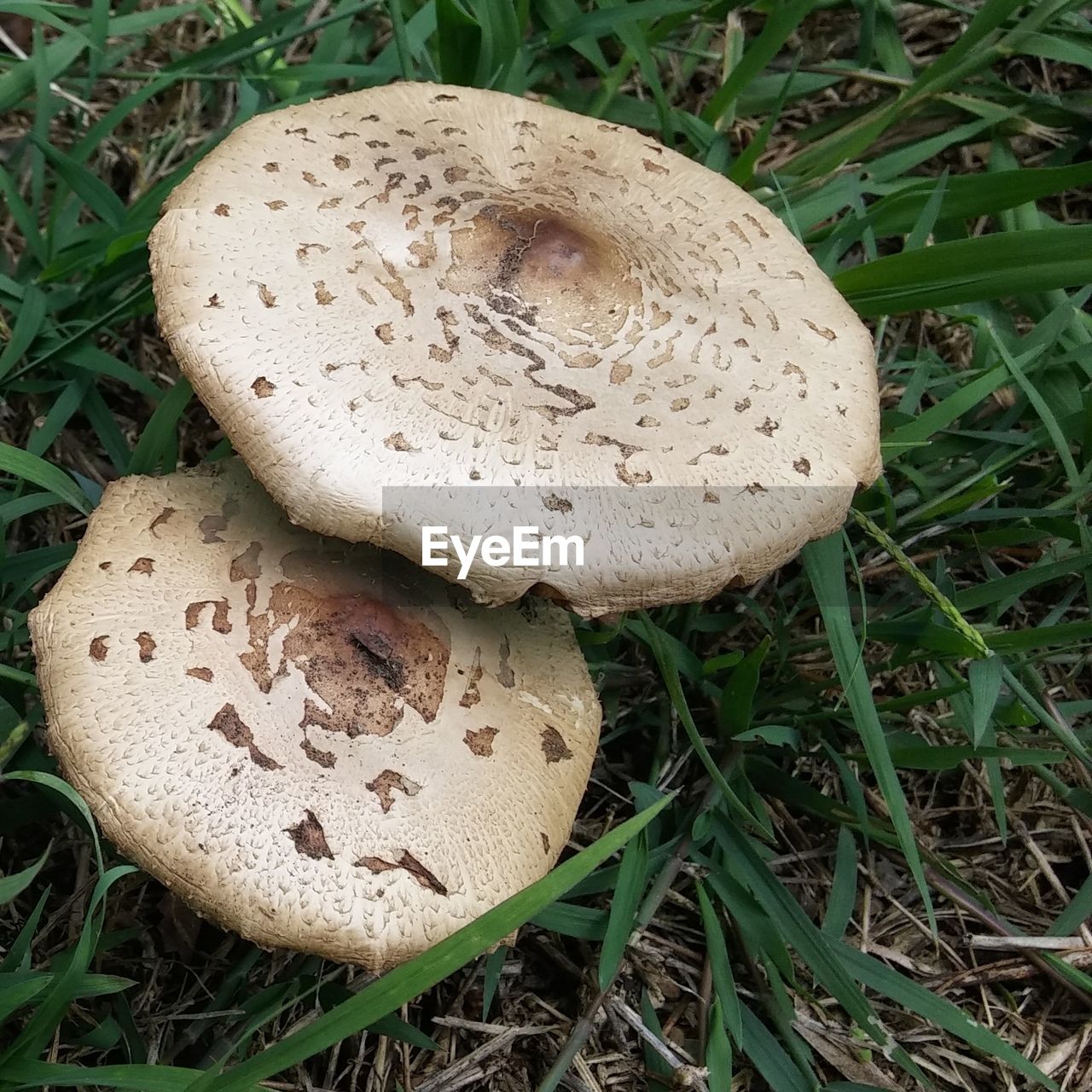 HIGH ANGLE VIEW OF MUSHROOM GROWING IN GRASS