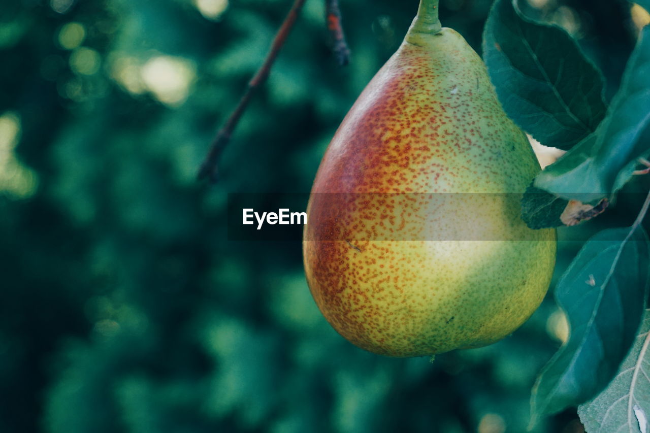 Close-up of pear growing on tree