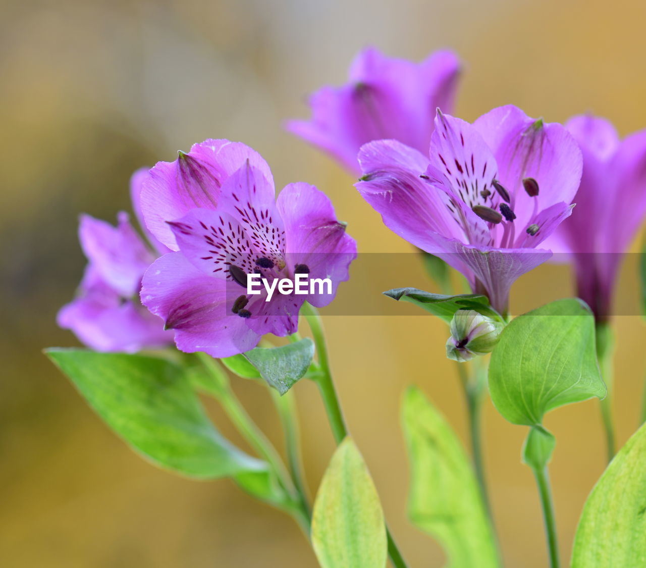 CLOSE-UP OF PURPLE FLOWERS