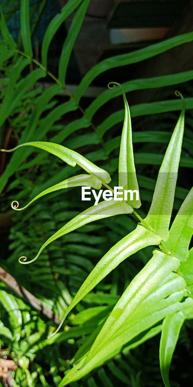 HIGH ANGLE VIEW OF WET PLANTS