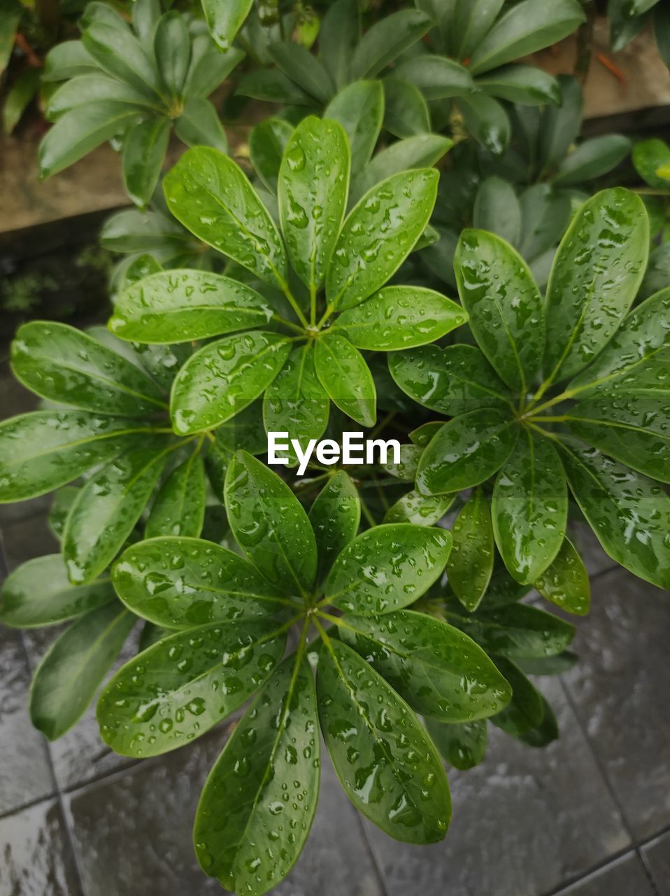 leaf, plant, plant part, green, nature, food and drink, growth, flower, food, freshness, close-up, water, wet, herb, beauty in nature, drop, no people, outdoors, high angle view, healthcare and medicine, medicine, day, botany, alternative medicine, potted plant, rain