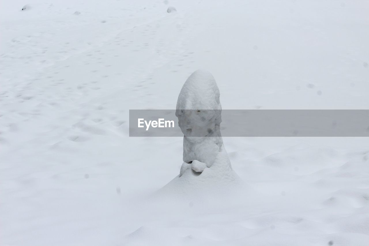 CLOSE-UP OF WHITE HORSE