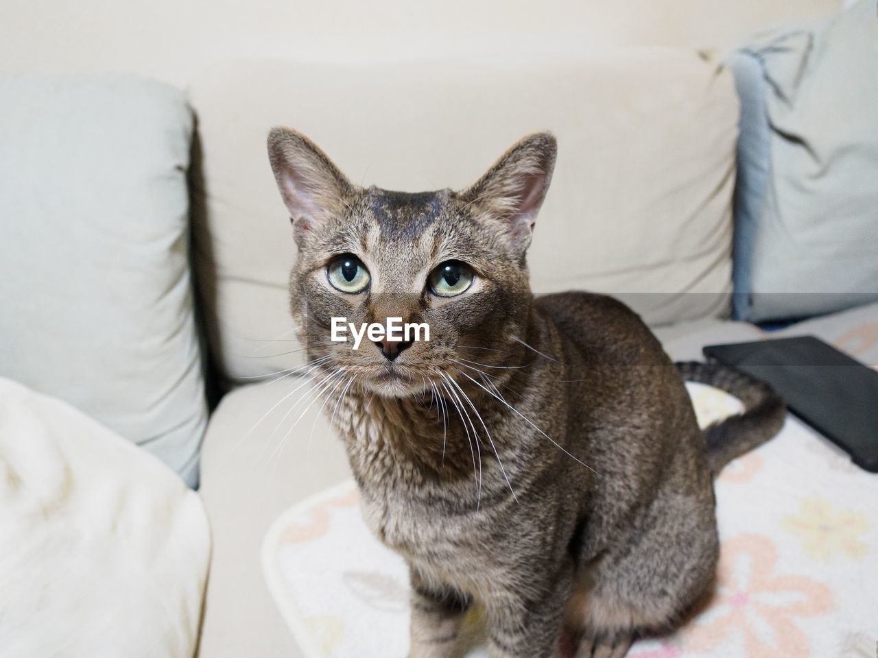 Portrait of cat sitting on sofa