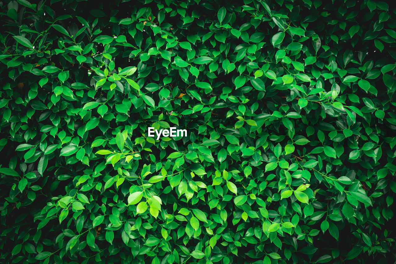 Full frame shot of fresh green plants