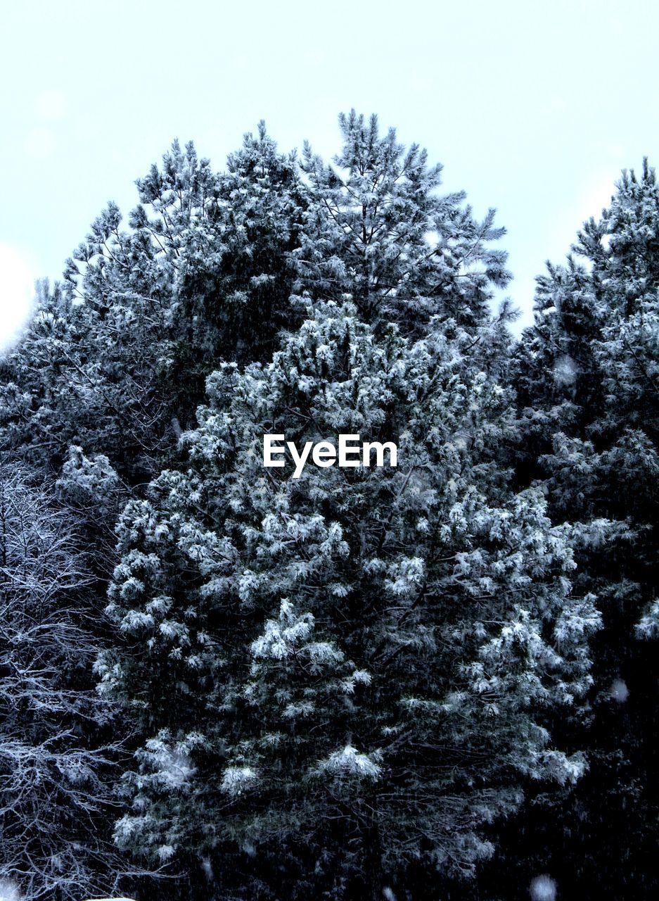 LOW ANGLE VIEW OF SNOW COVERED TREES AGAINST CLEAR SKY