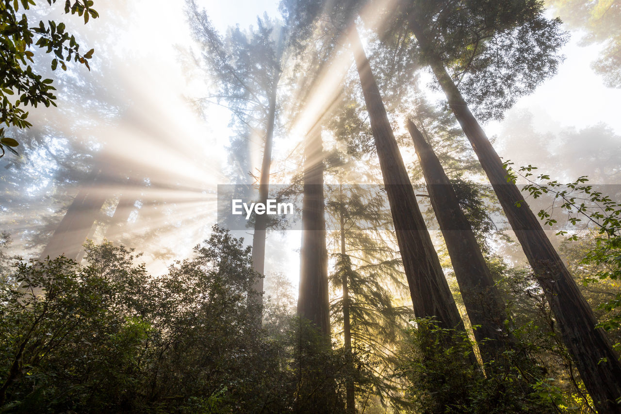 Low angle view of sunlight streaming through trees in forest