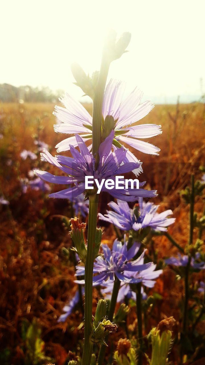 Close-up of fresh purple flowers in field