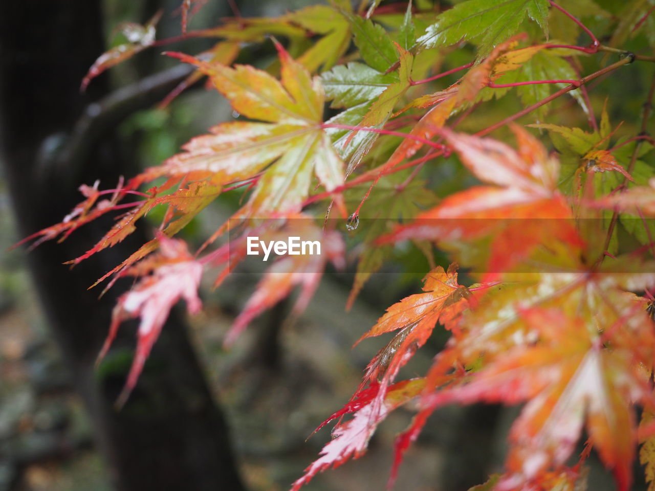 Close-up of autumnal leaves on tree