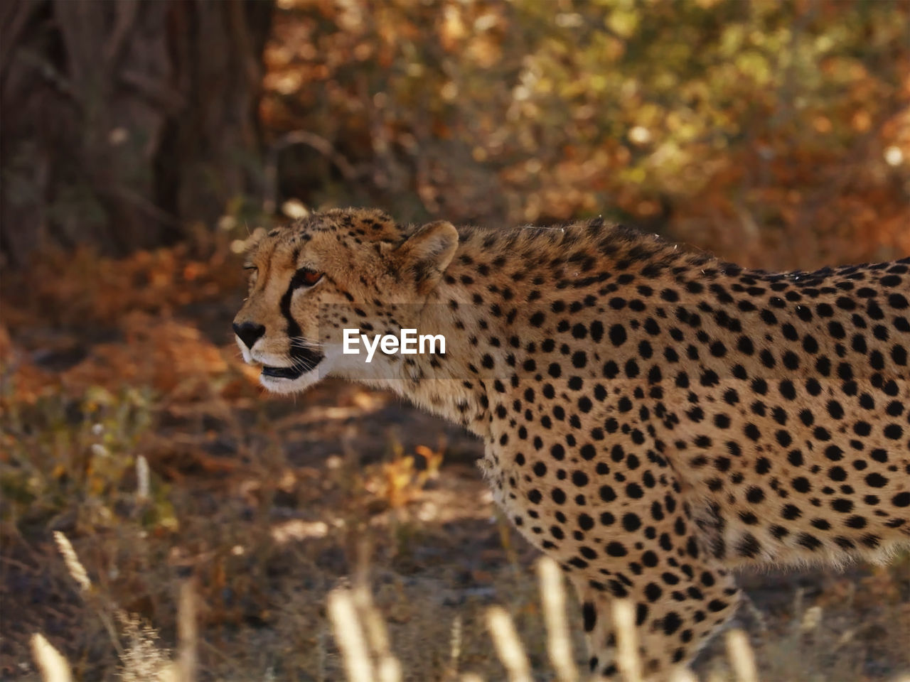 Cheetah in savannah, close-up, animals and wildlife