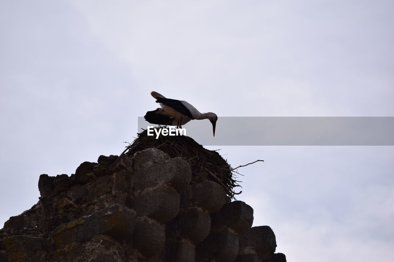 LOW ANGLE VIEW OF A BIRD PERCHING ON ROCK