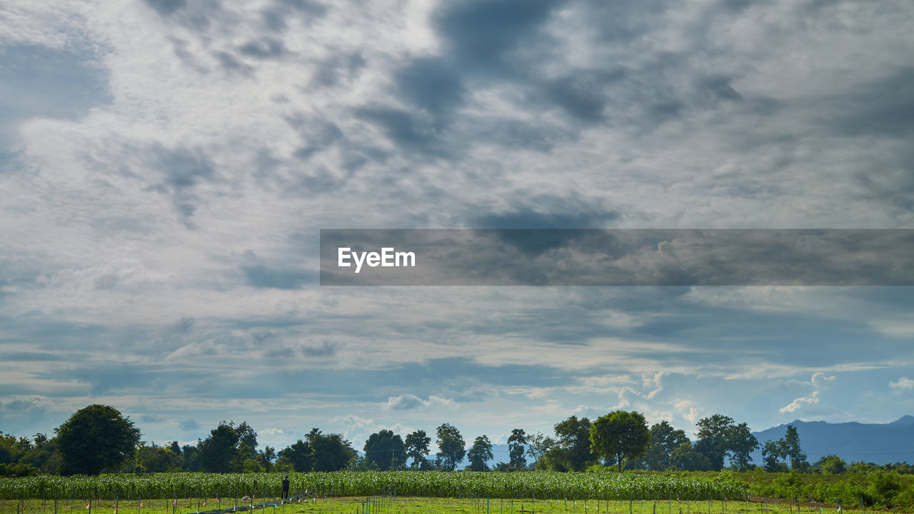 sky, landscape, environment, cloud, plant, horizon, field, nature, land, tree, grass, scenics - nature, plain, grassland, rural scene, agriculture, beauty in nature, meadow, crop, prairie, tranquility, no people, hill, rural area, green, farm, tranquil scene, food and drink, pasture, growth, outdoors, blue, food, morning, non-urban scene, day, freshness, social issues, summer, cloudscape, springtime