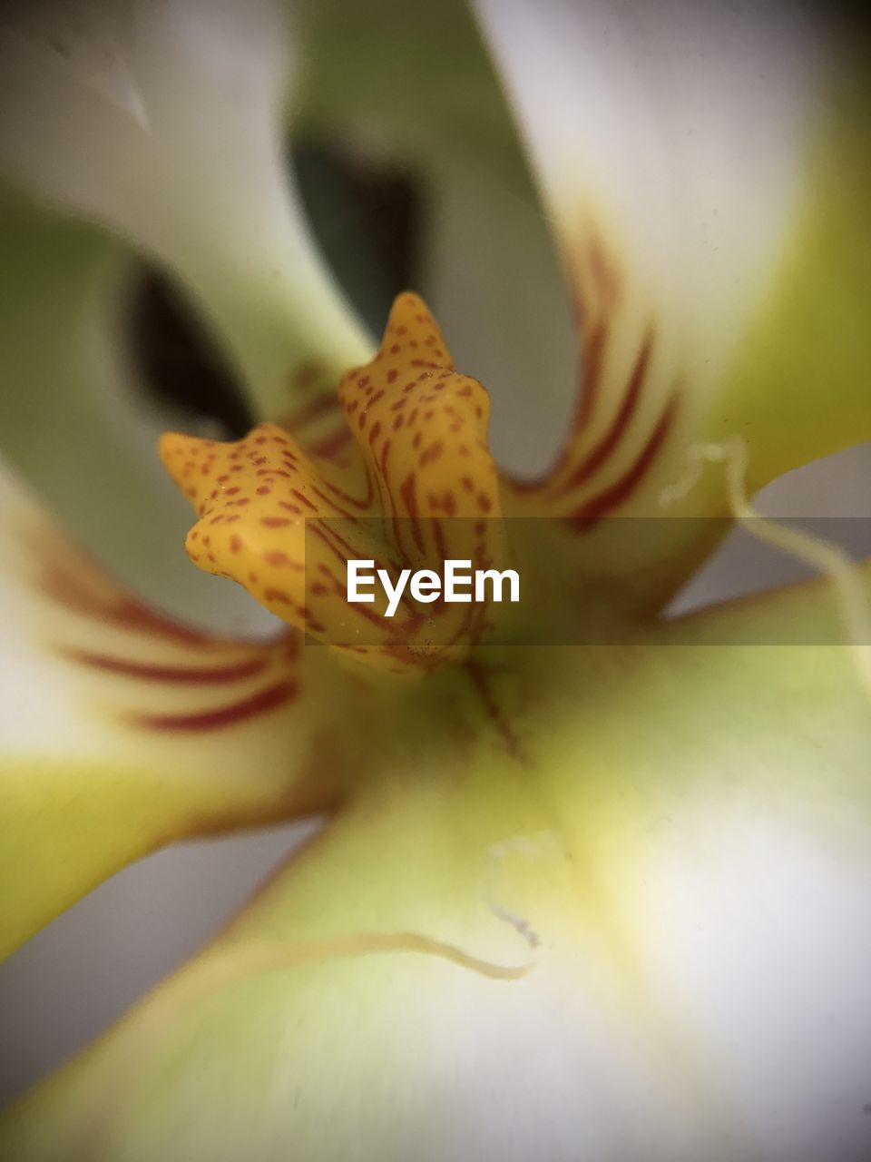 Close-up of day lily