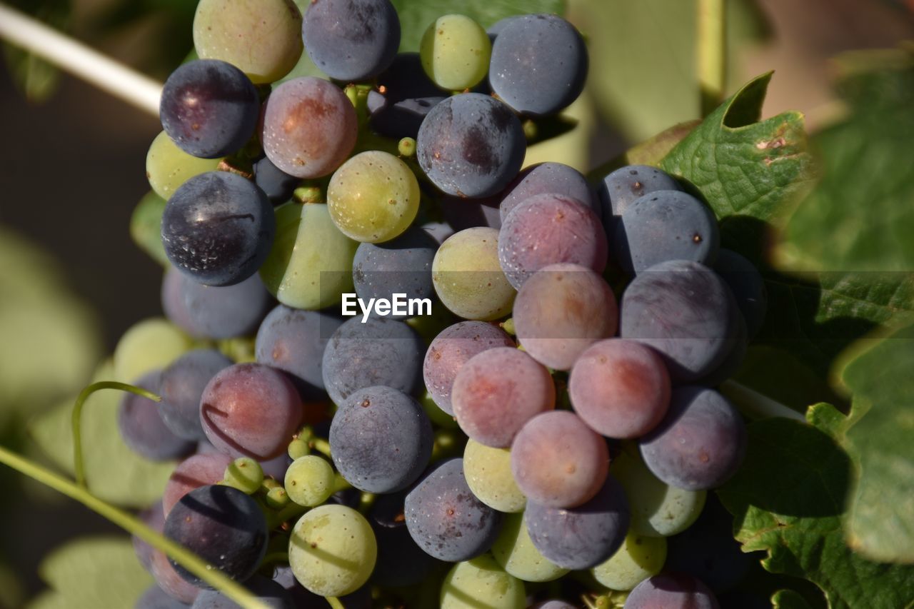 CLOSE-UP OF GRAPES GROWING ON VINEYARD