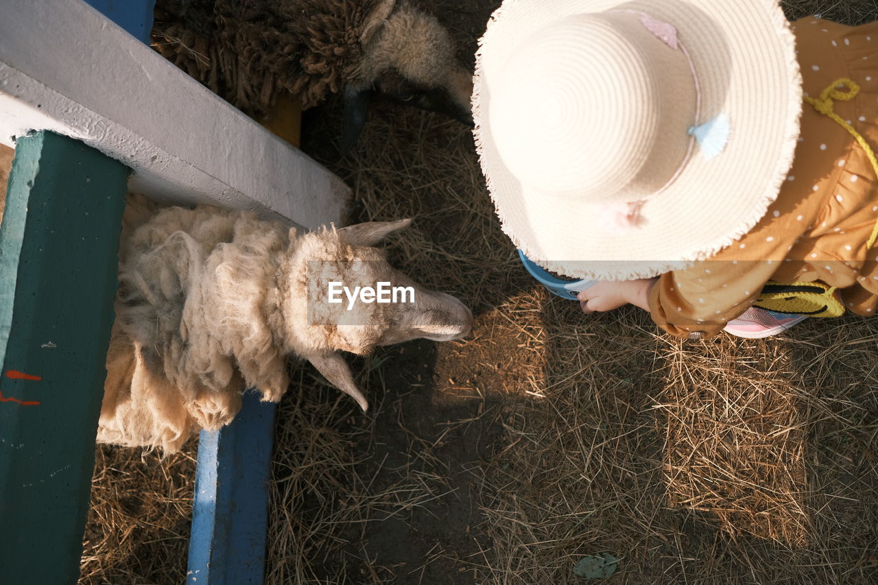 High angle view of sheep