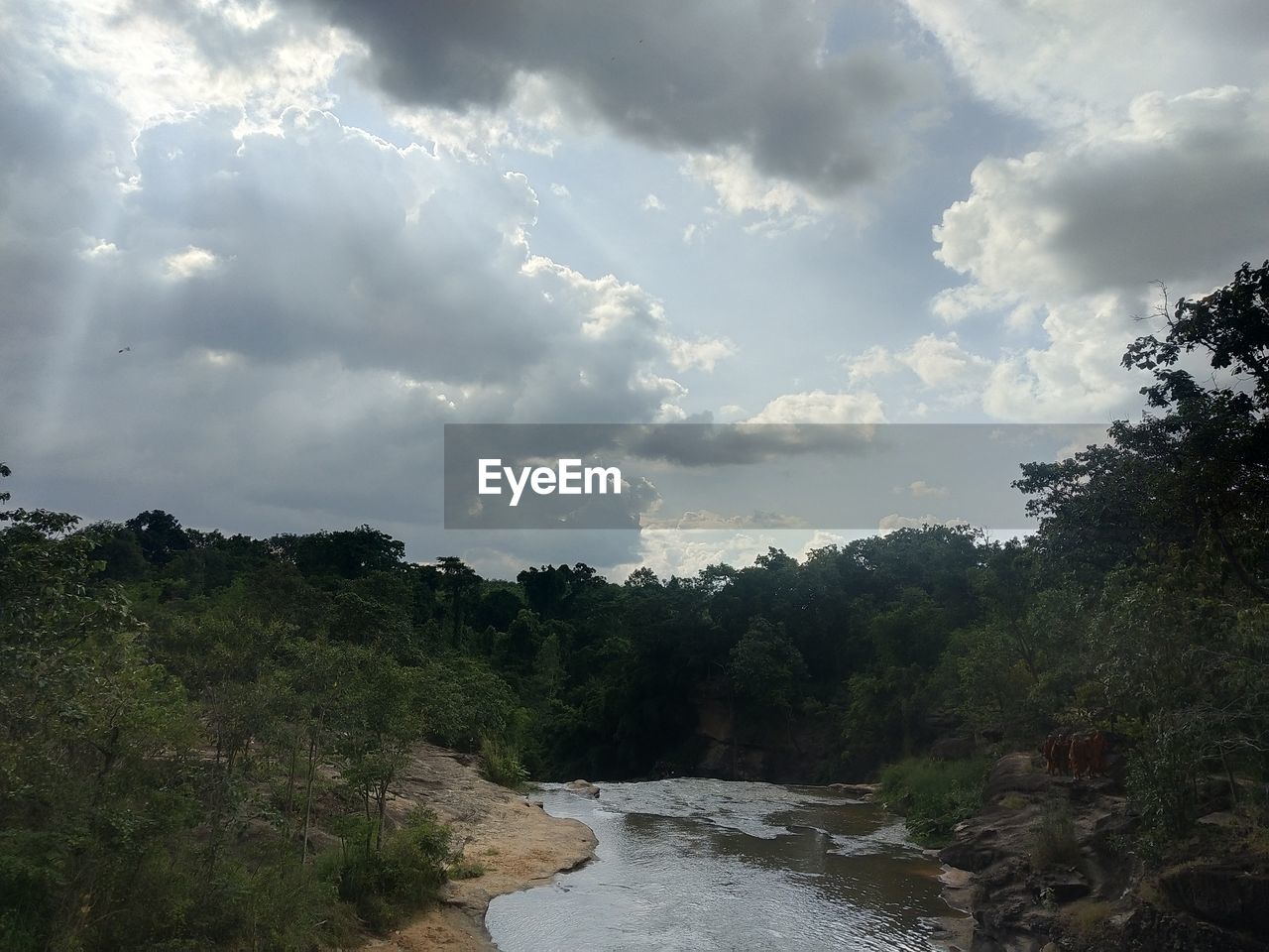 SCENIC VIEW OF FOREST AGAINST SKY