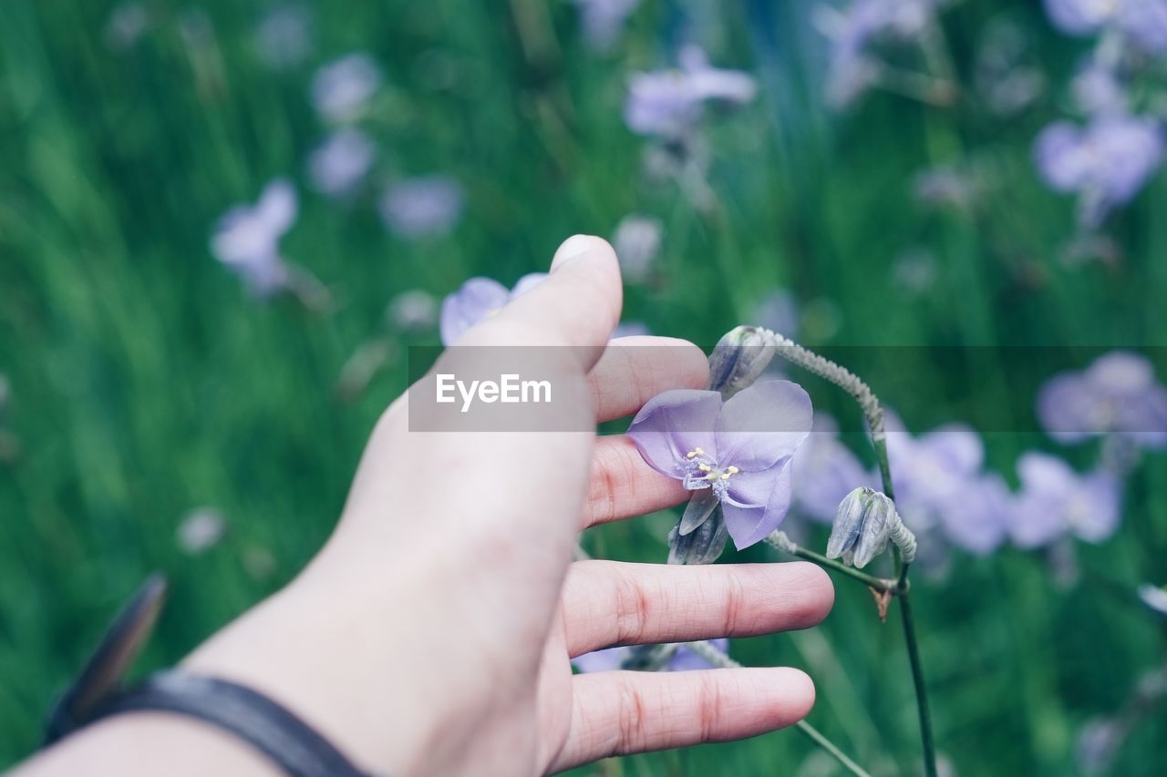 Cropped hand touching blooming flowers