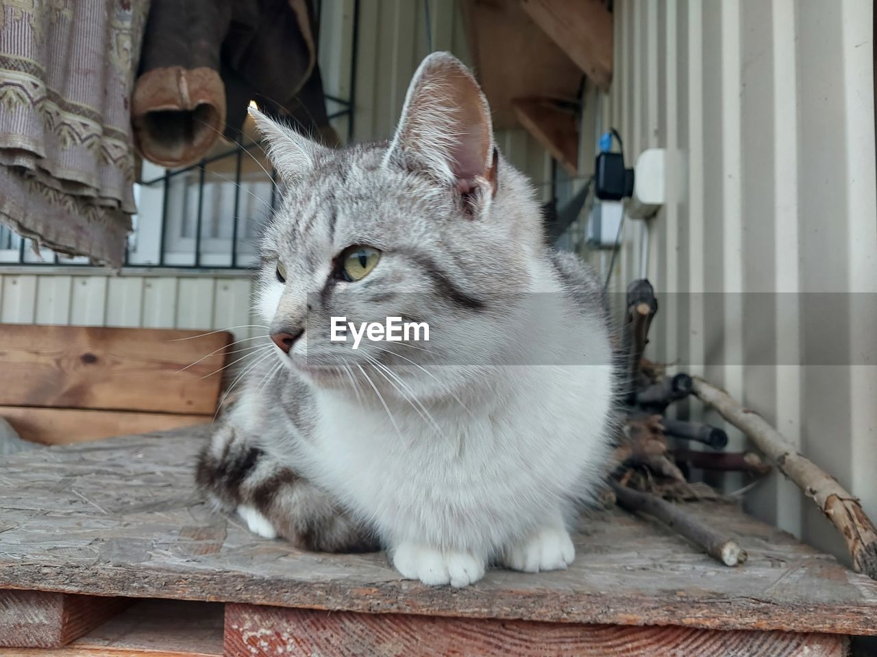 pet, animal themes, cat, animal, mammal, domestic animals, domestic cat, feline, one animal, whiskers, small to medium-sized cats, felidae, no people, sitting, wood, carnivore, animal hair, looking, relaxation, indoors, looking away, portrait