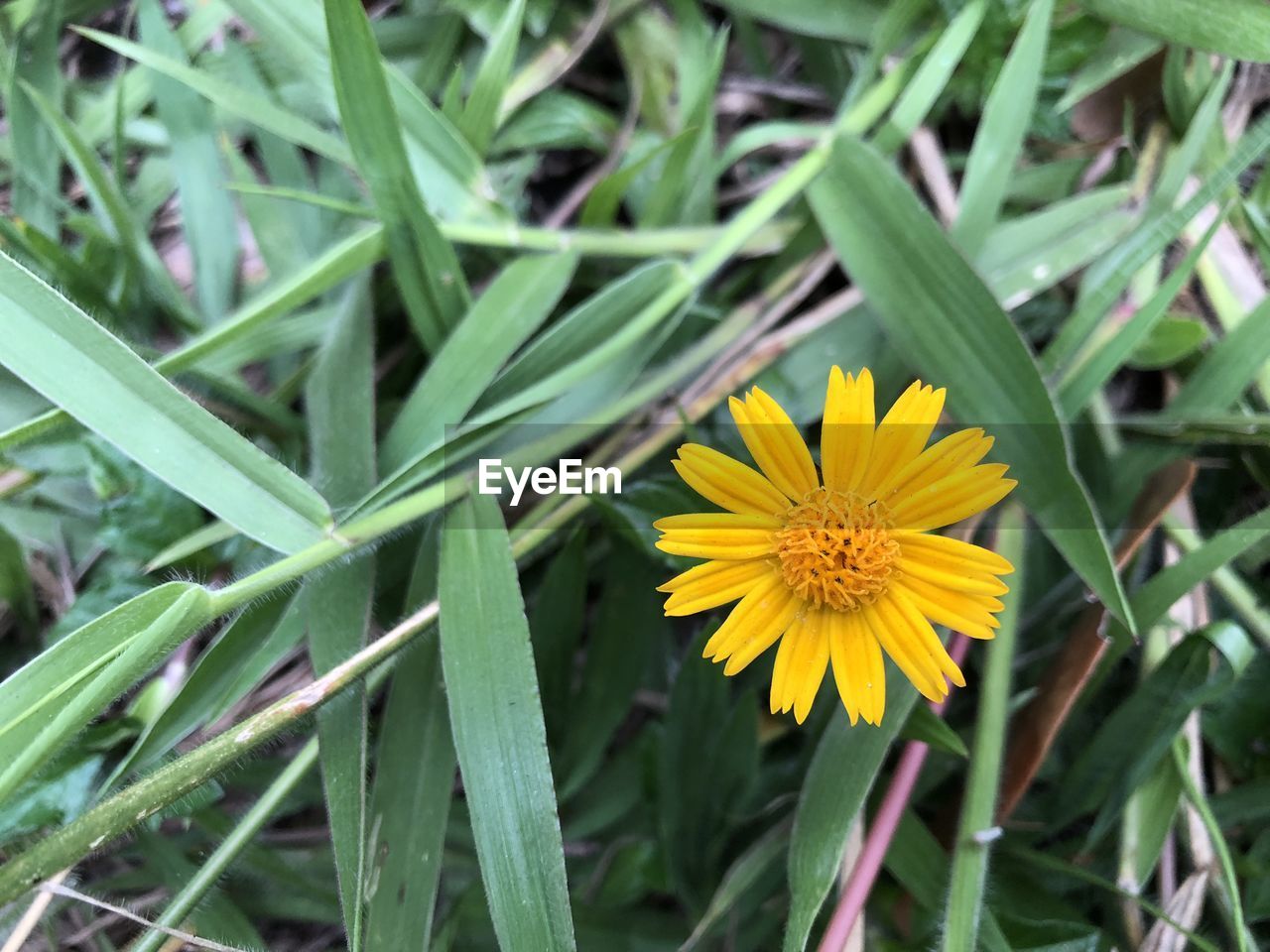 CLOSE-UP OF YELLOW FLOWERING PLANT