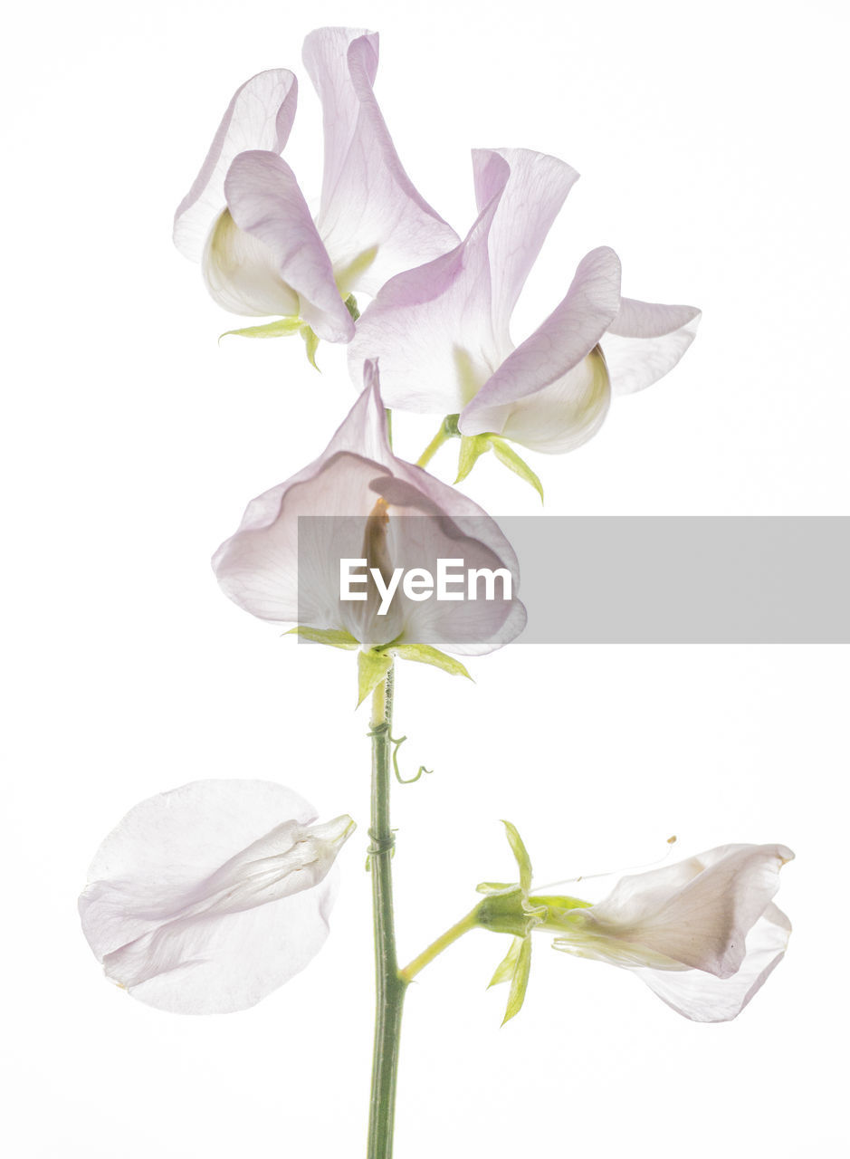 Close-up of flowers against white background