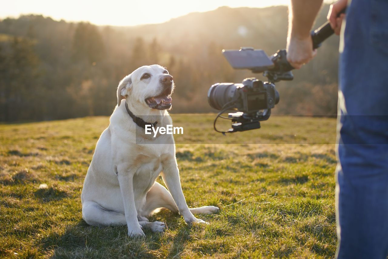 Cute dog posing for filming on meadow at sunset. videographer holding gimbal with camera.