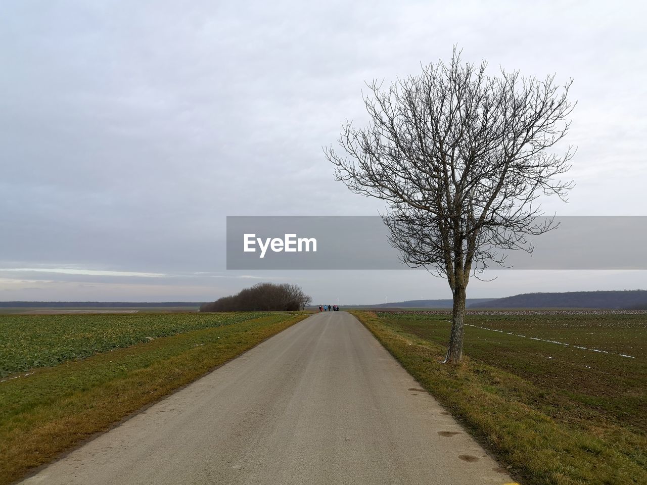 BARE TREE BY ROAD AGAINST SKY