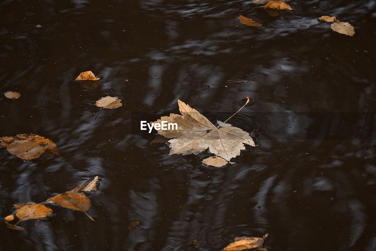High angle view of maple leaves floating on lake