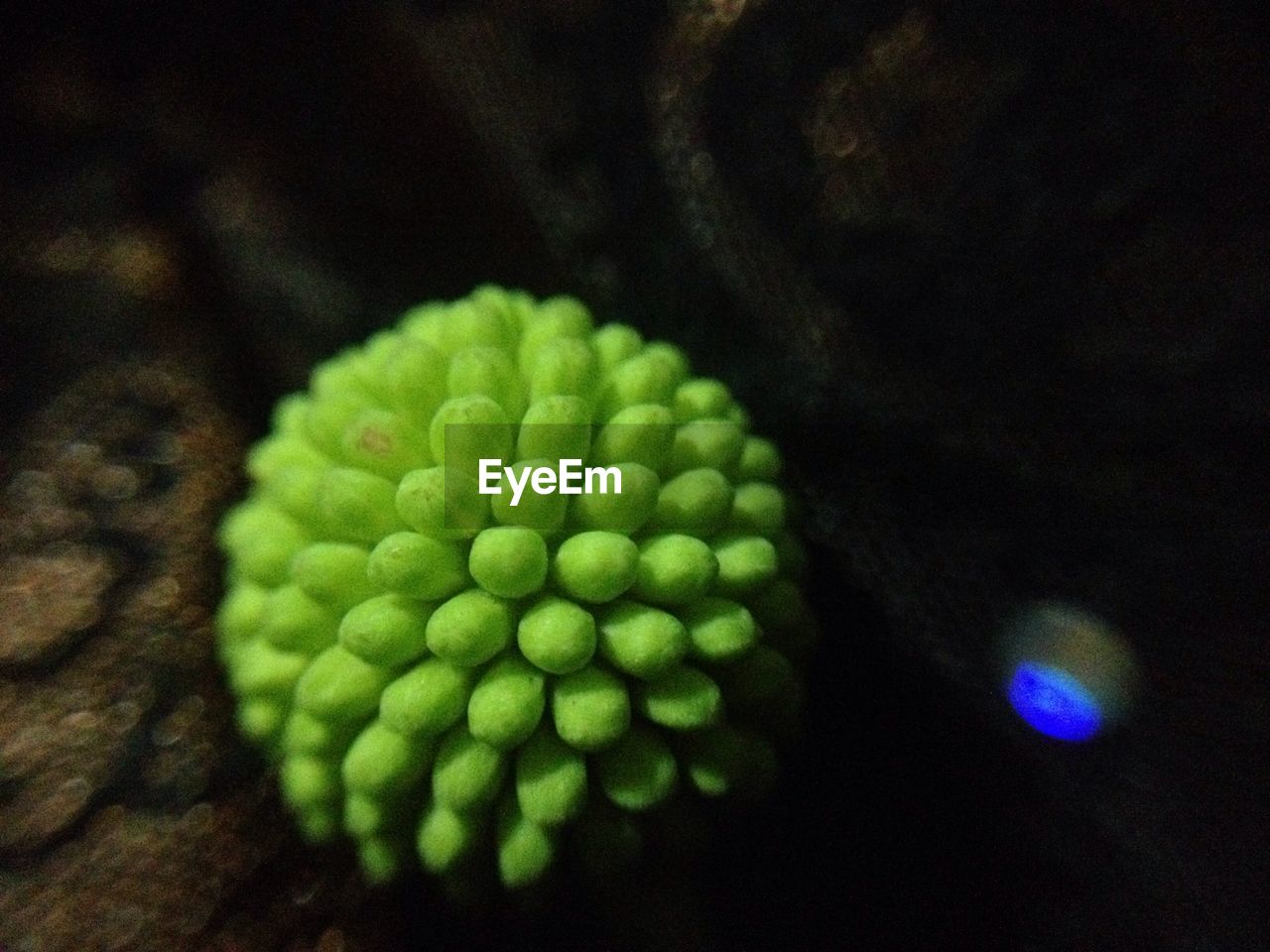 CLOSE-UP OF GRAPES ON LEAF