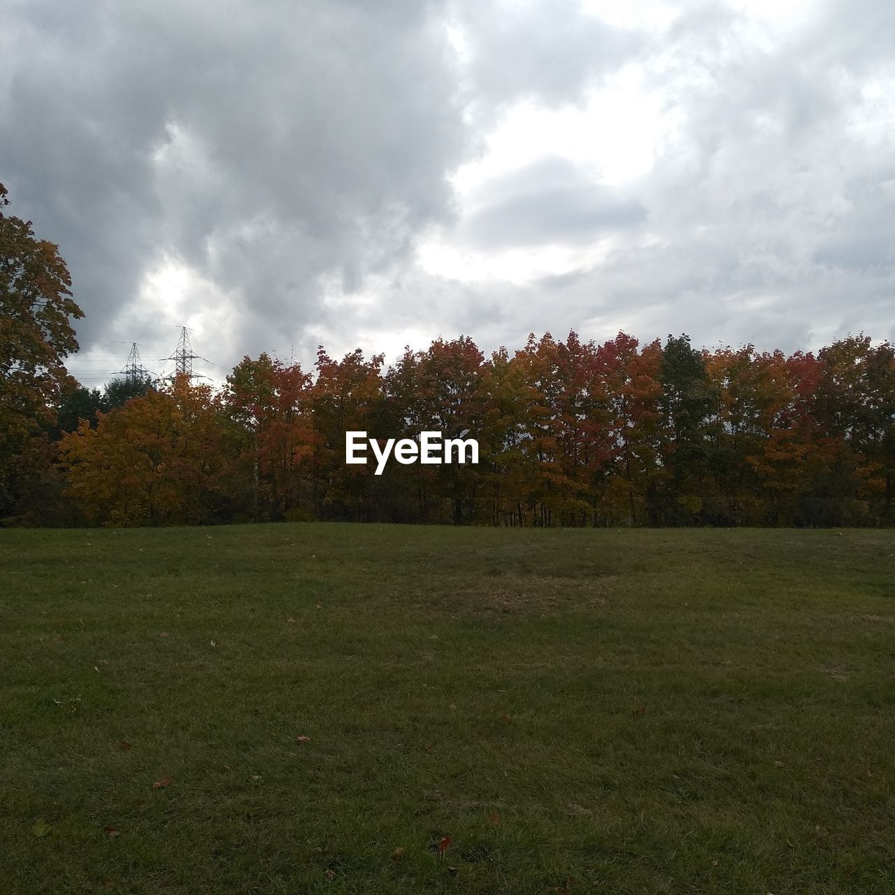 SCENIC VIEW OF TREES GROWING ON FIELD AGAINST SKY