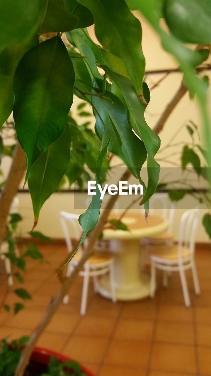 CLOSE-UP OF PLANT IN VASE ON TABLE