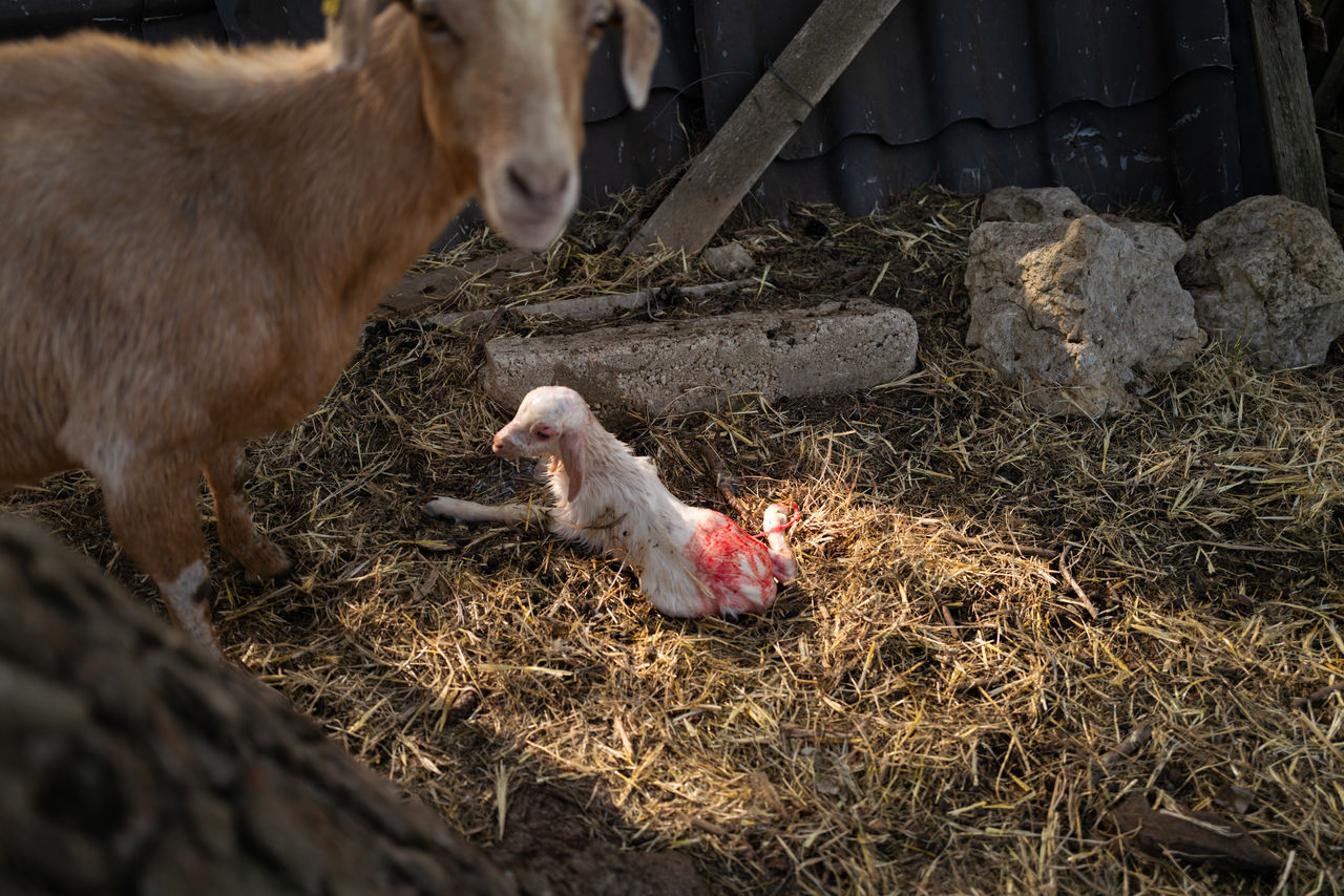 Mother goat just gave birth to a kid