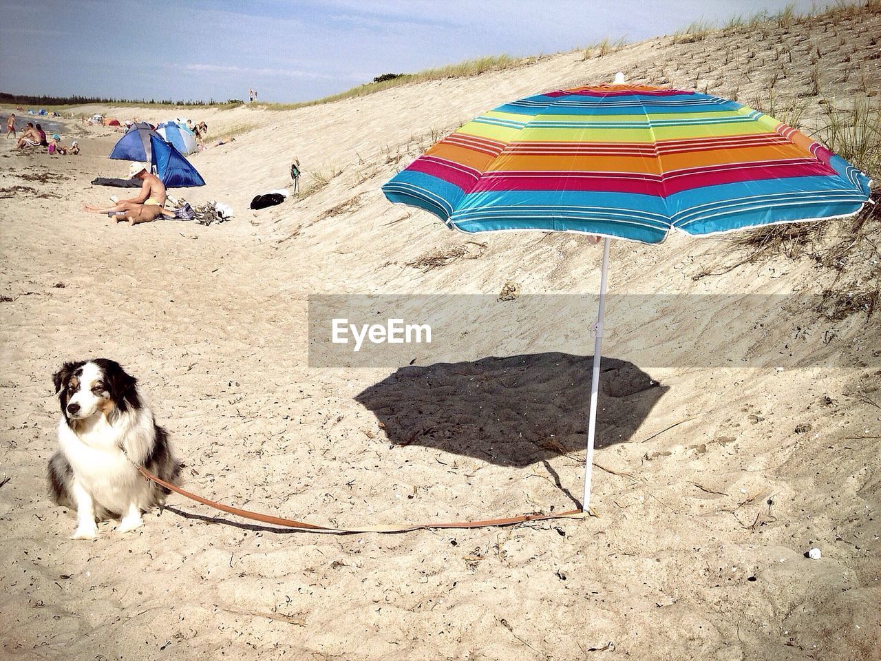 Dog tied to the umbrella at beach