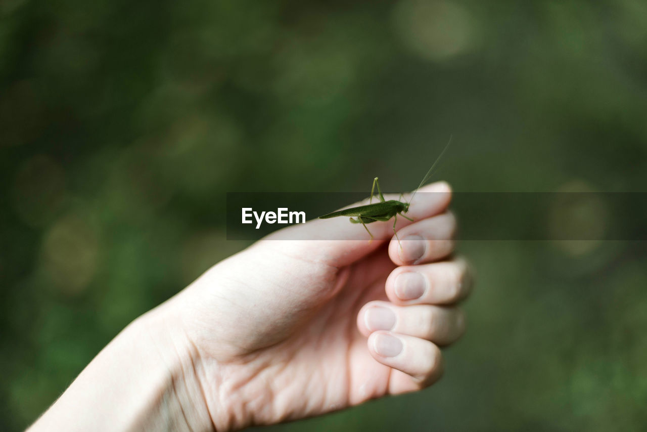 Close-up of hand holding plant