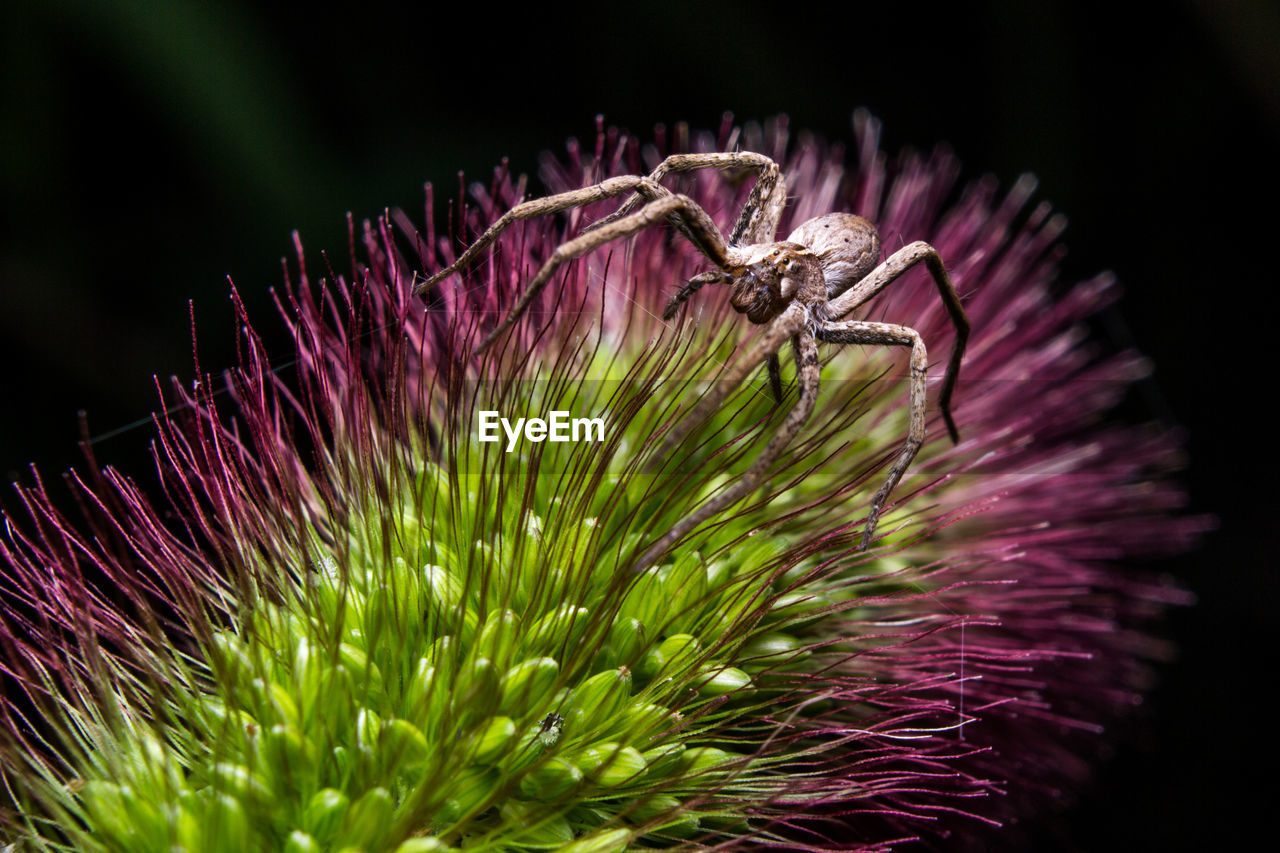 CLOSE-UP OF BUMBLEBEE ON PURPLE FLOWER