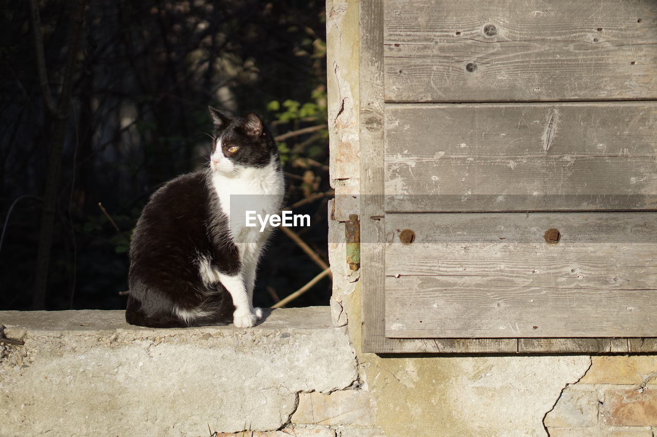 PORTRAIT OF CAT BY RETAINING WALL