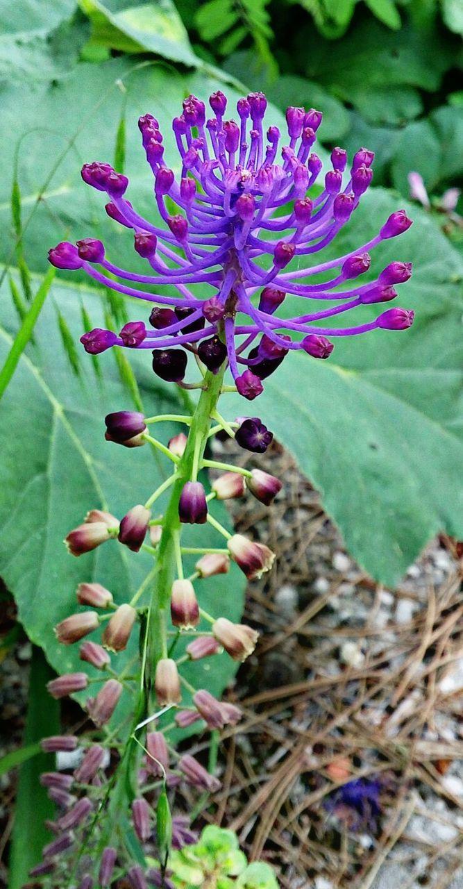 CLOSE-UP OF PURPLE FLOWERS