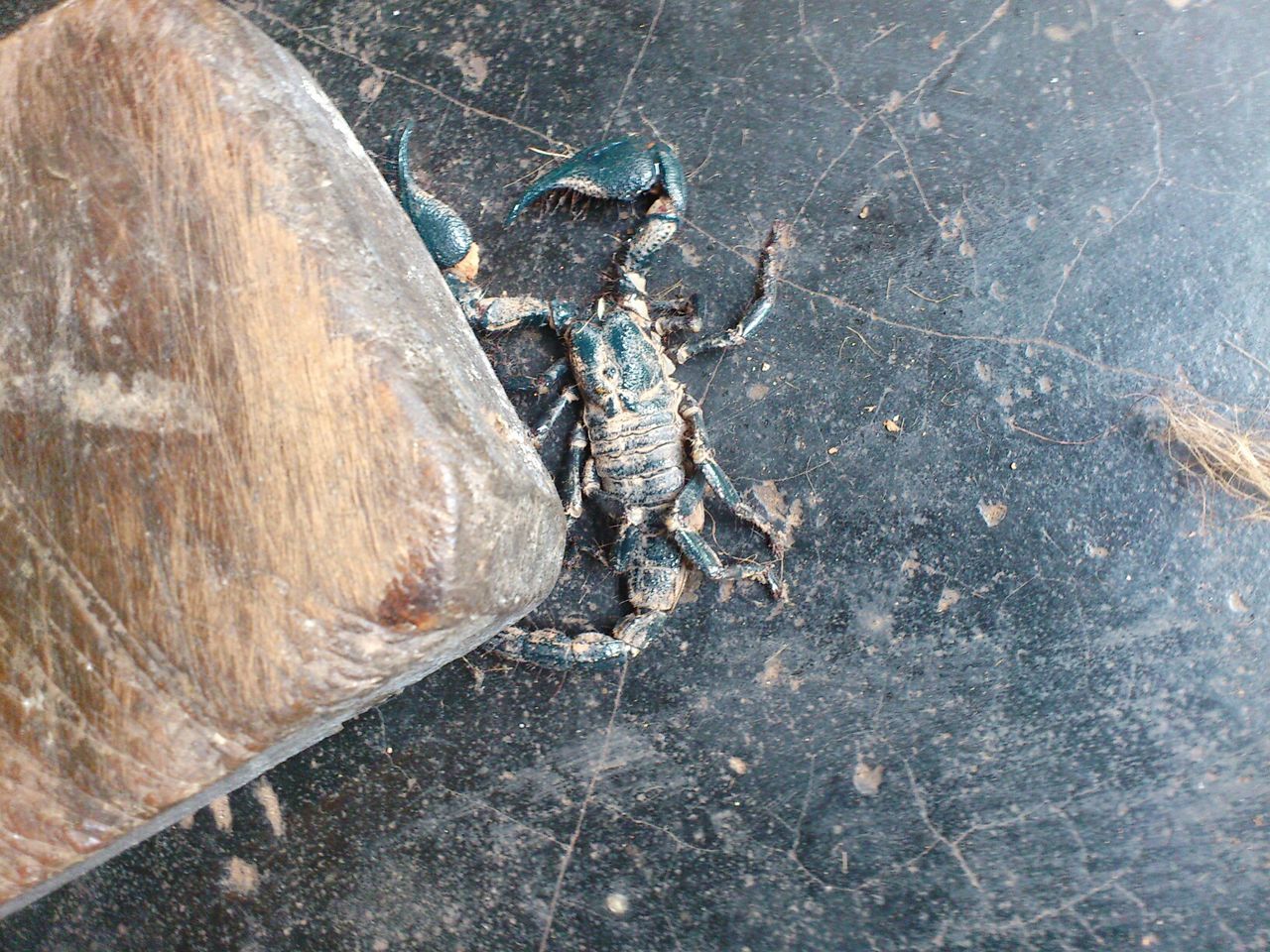 Directly above shot of dead scorpion on floor