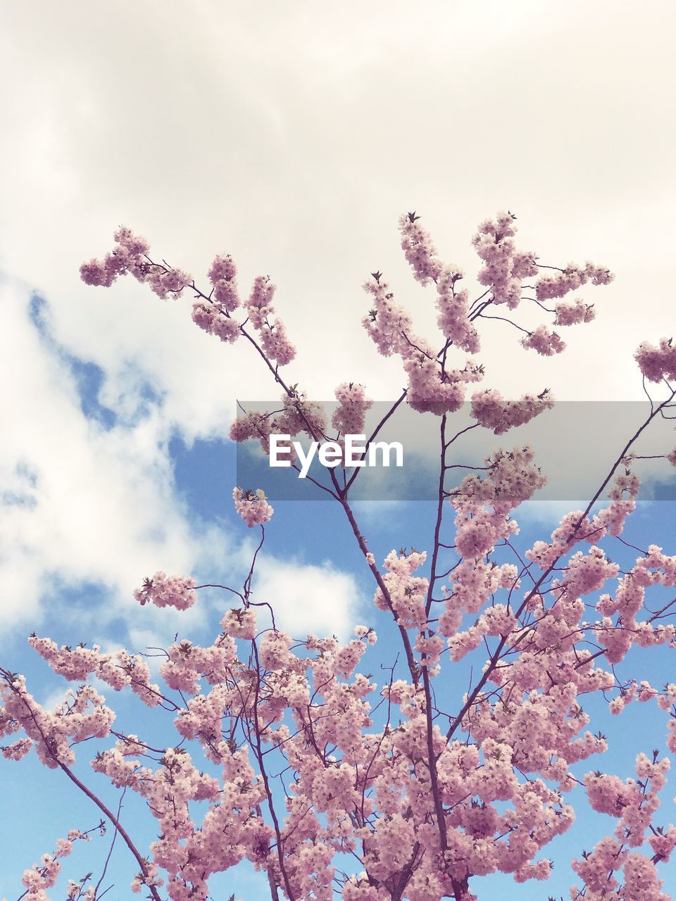 LOW ANGLE VIEW OF CHERRY BLOSSOMS IN SPRING