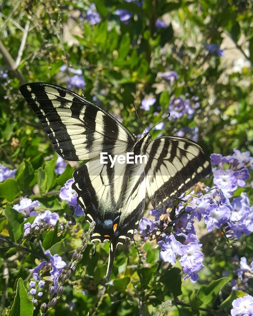 Butterfly perching on flowers