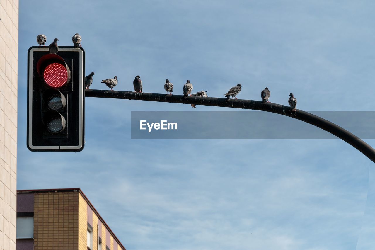 Low angle view of birds perching on city lights