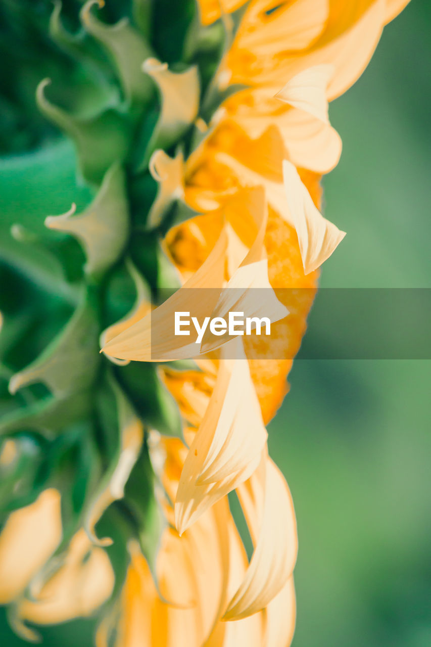 flower, yellow, plant, flowering plant, freshness, macro photography, petal, nature, beauty in nature, close-up, leaf, green, no people, flower head, plant part, orange color, fragility, growth, inflorescence, plant stem, outdoors, gladiolus, backgrounds