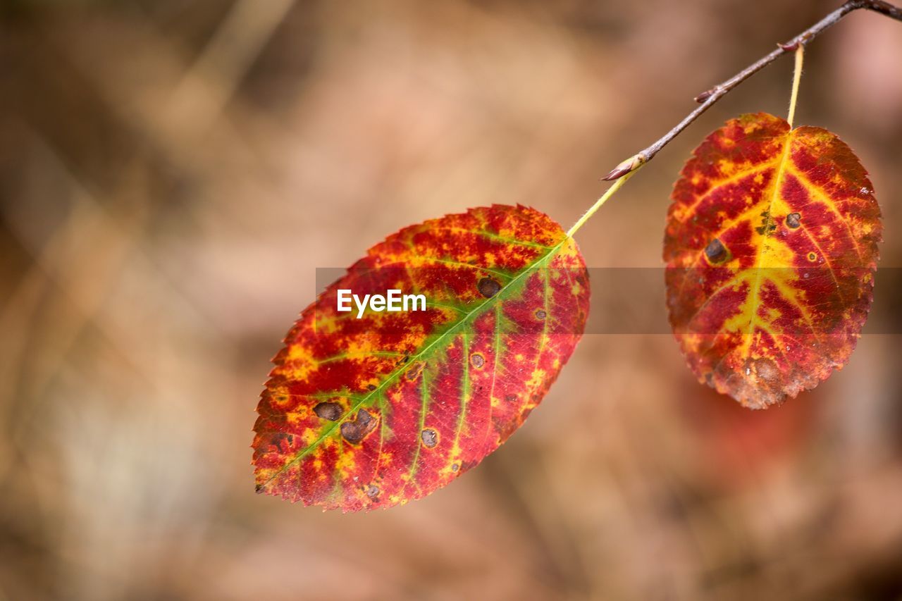 CLOSE-UP OF ORANGE AUTUMN LEAVES