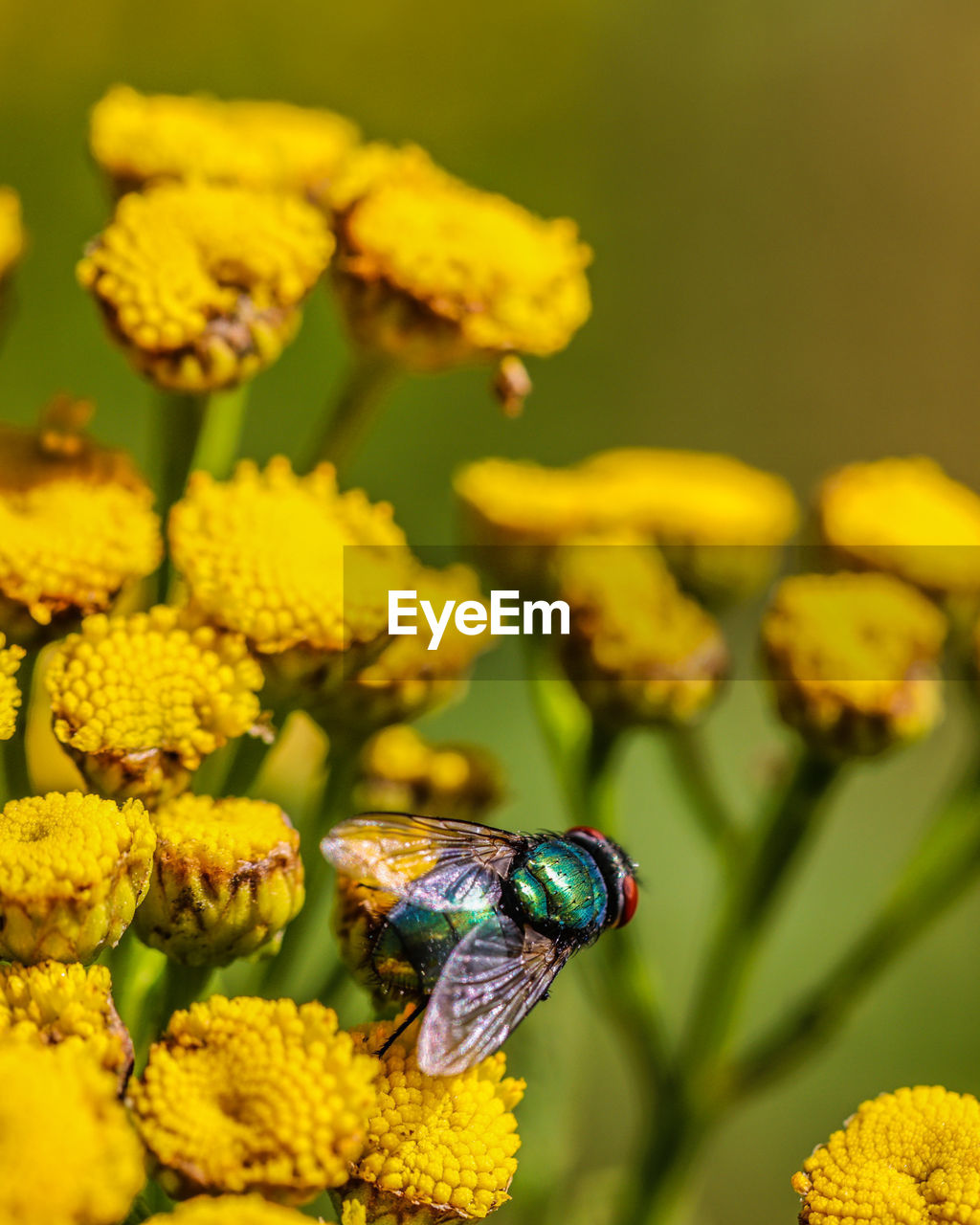 Close-up of insect on yellow flower