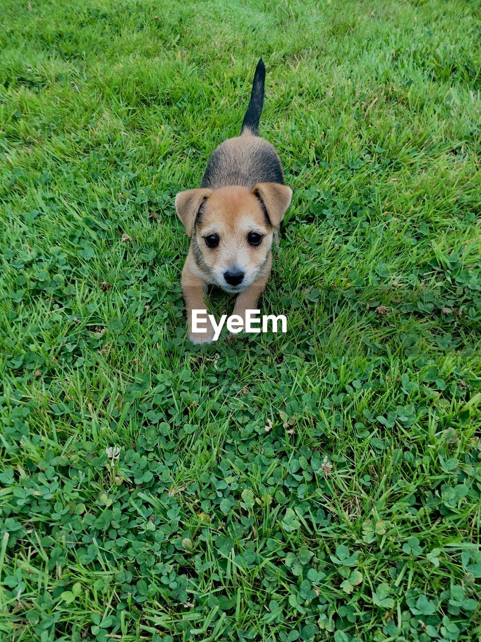 HIGH ANGLE VIEW OF DOGS ON FIELD