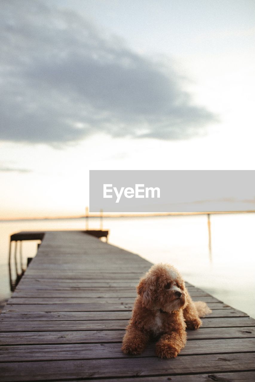 Cavapoo pup and sunset