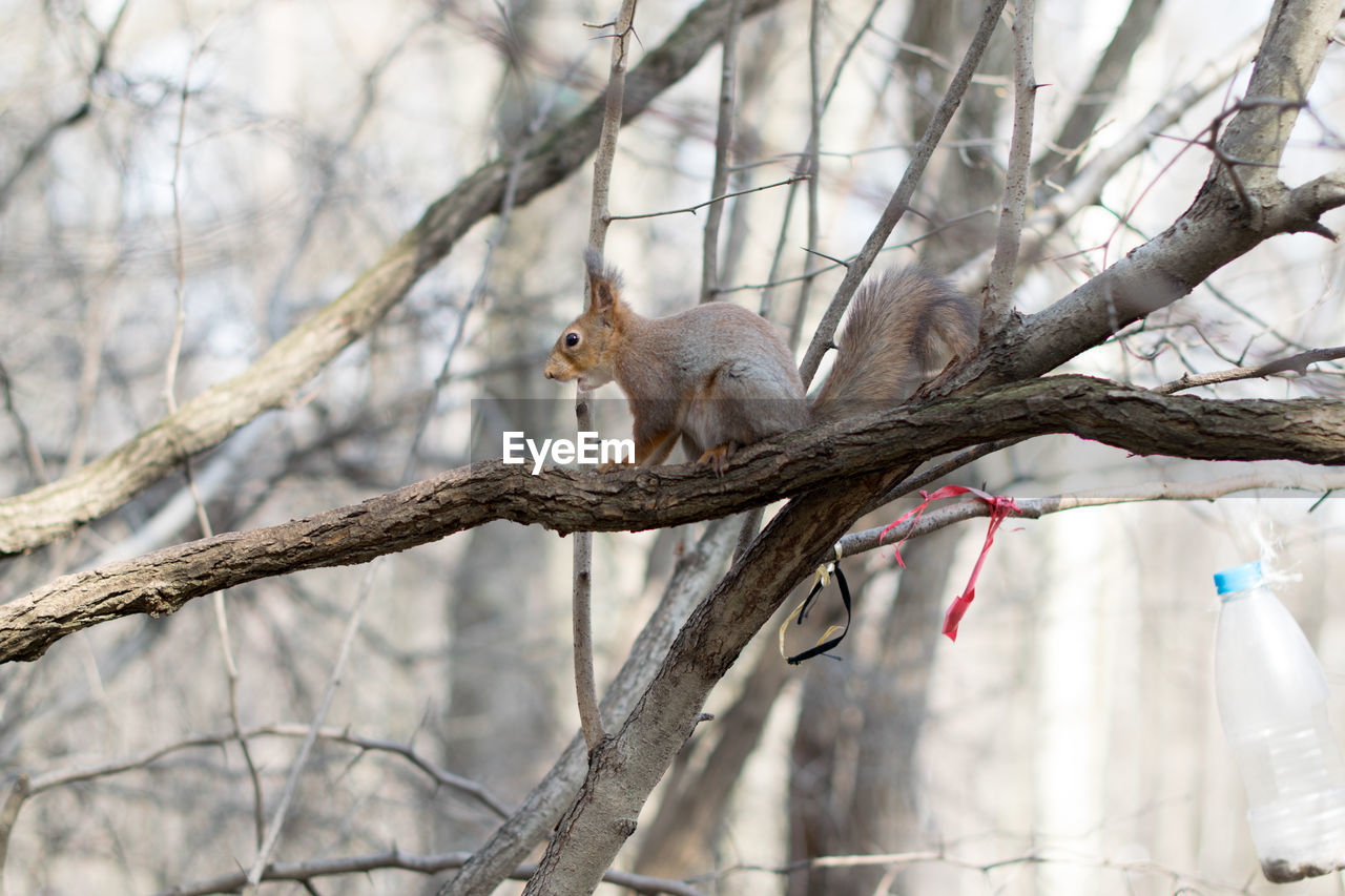 BIRD PERCHING ON TREE BRANCH