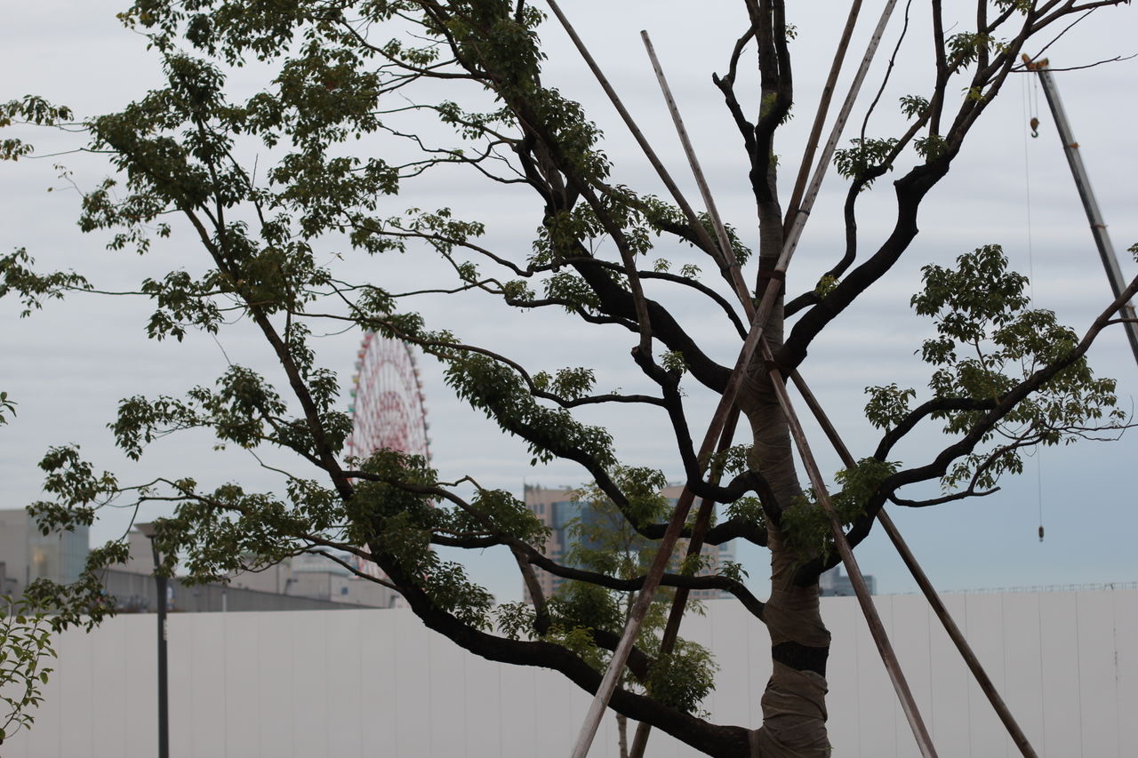 Tree against sky