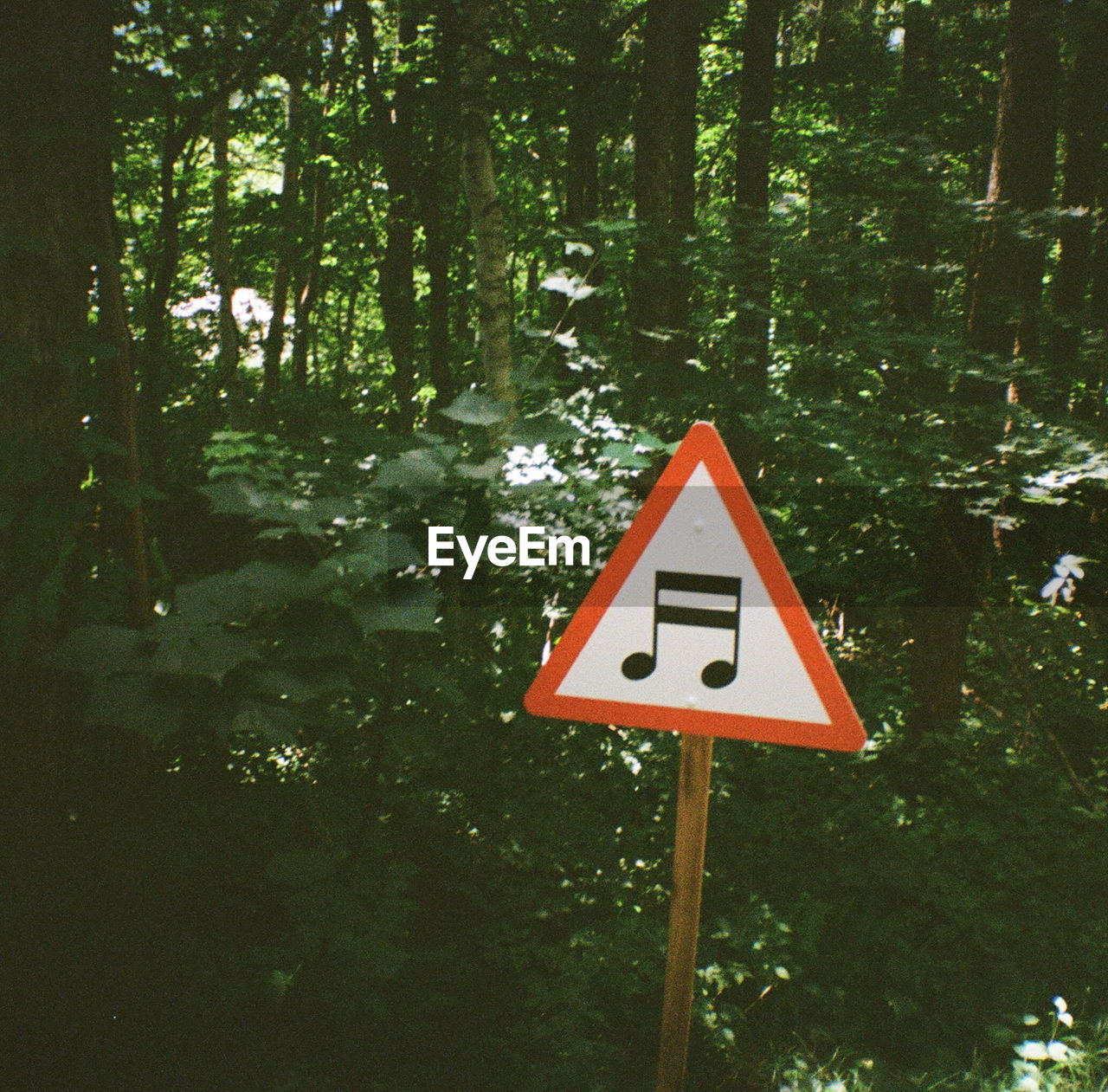 Road sign in forest