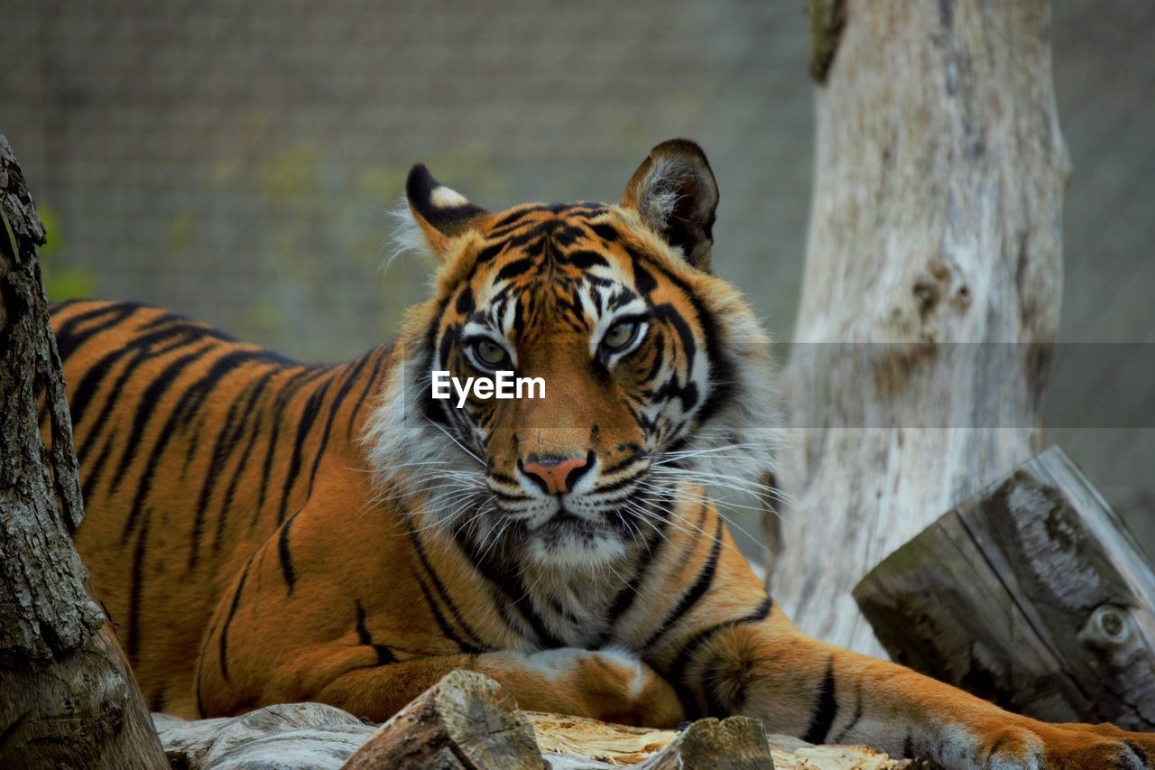 Tiger at zoo